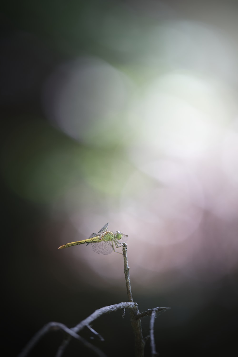 a bug on a branch