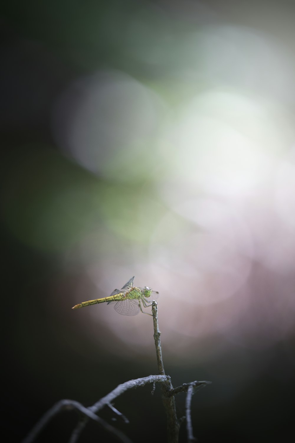 a bug on a branch