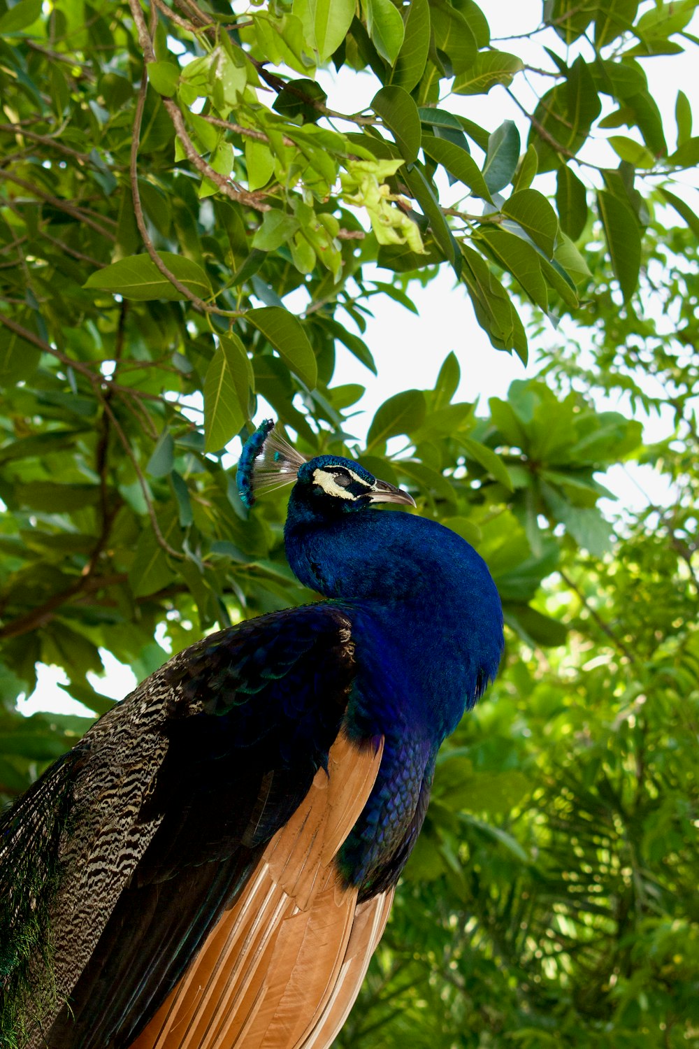 a peacock standing on a tree