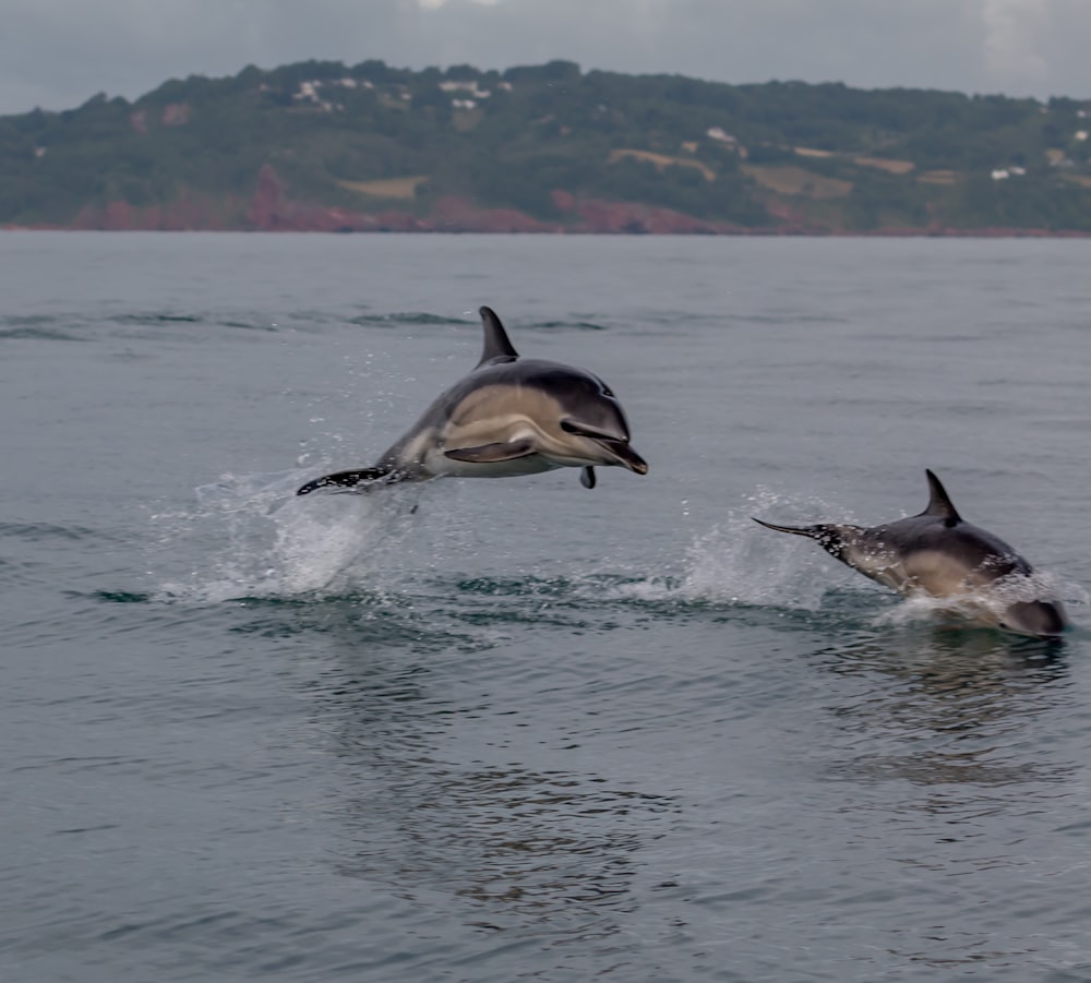dauphins sautant hors de l’eau