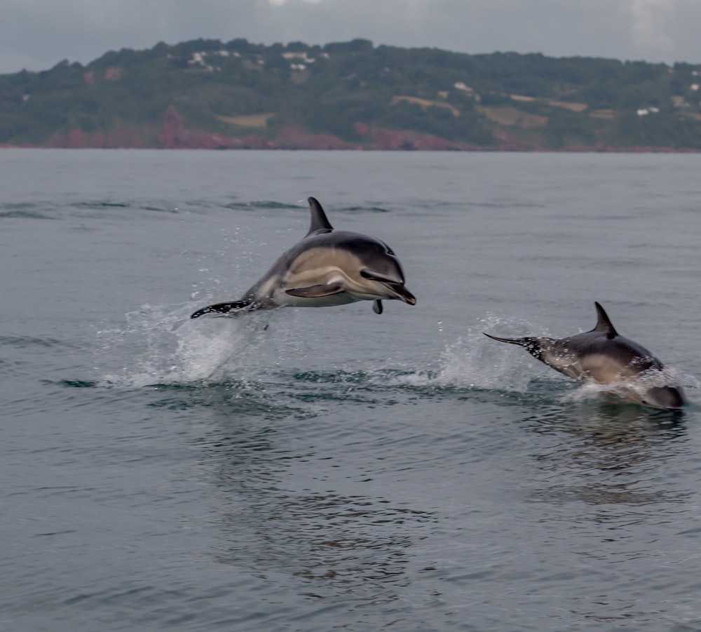 dolphins jumping out of the water