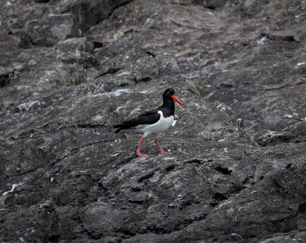 a bird standing on a rock