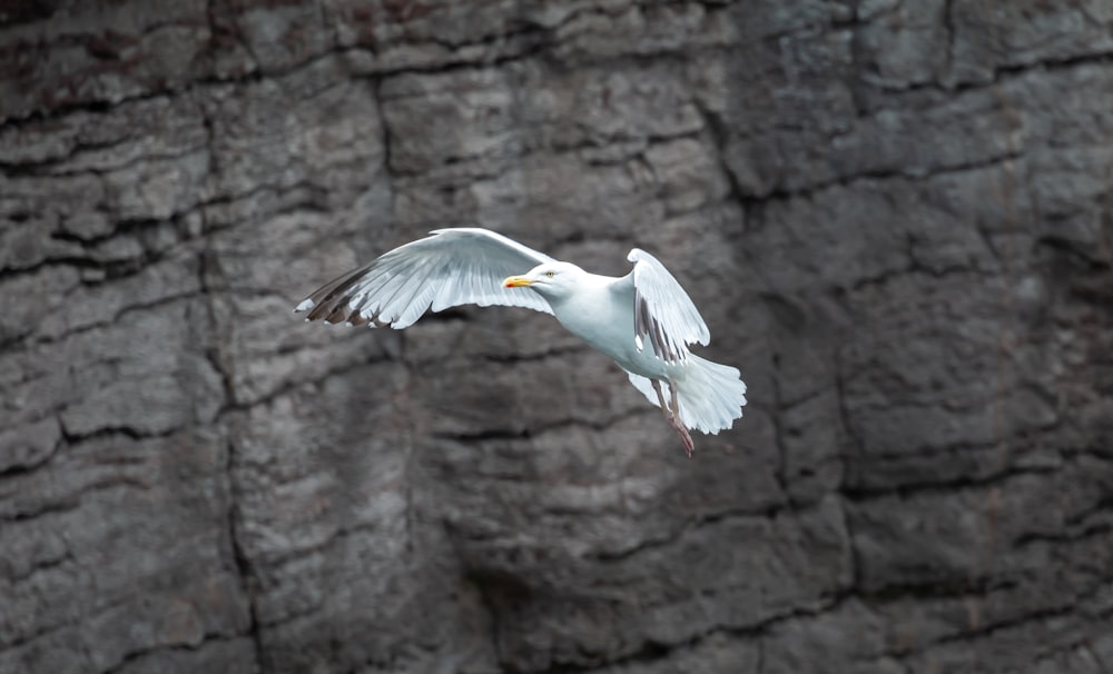 a bird flying over a rock