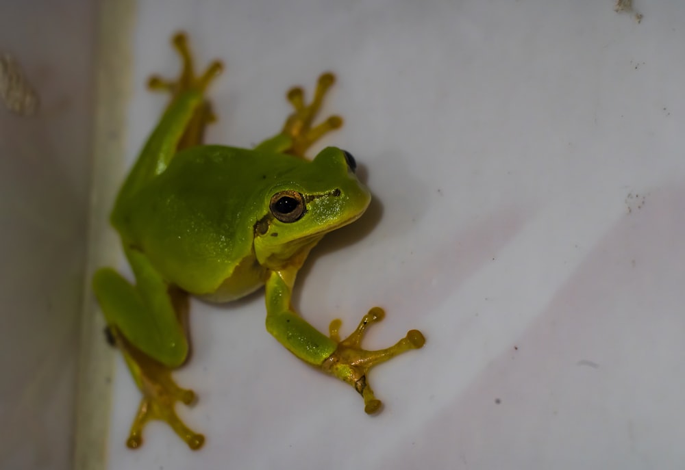 a green frog on a white surface
