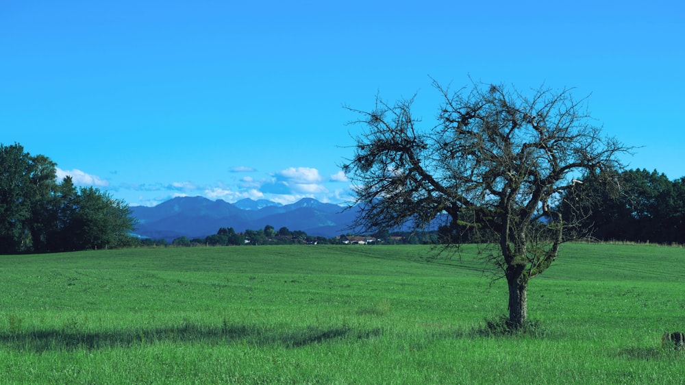 a tree in a field