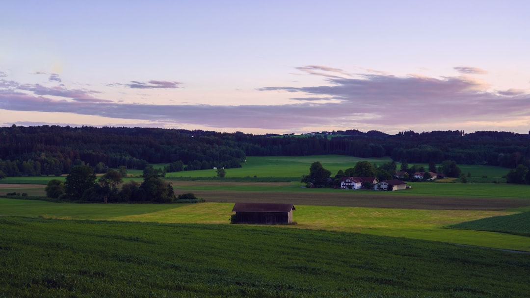 a large green field with a house in the distance, July 2022: flowering fields in the sun light