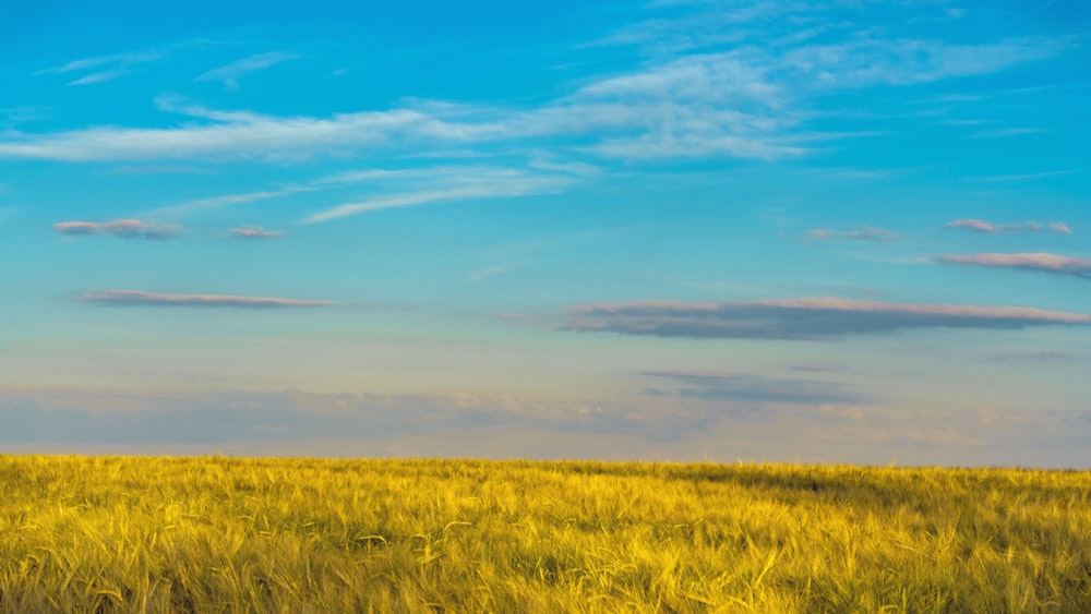 Ein Feld mit gelbem Gras