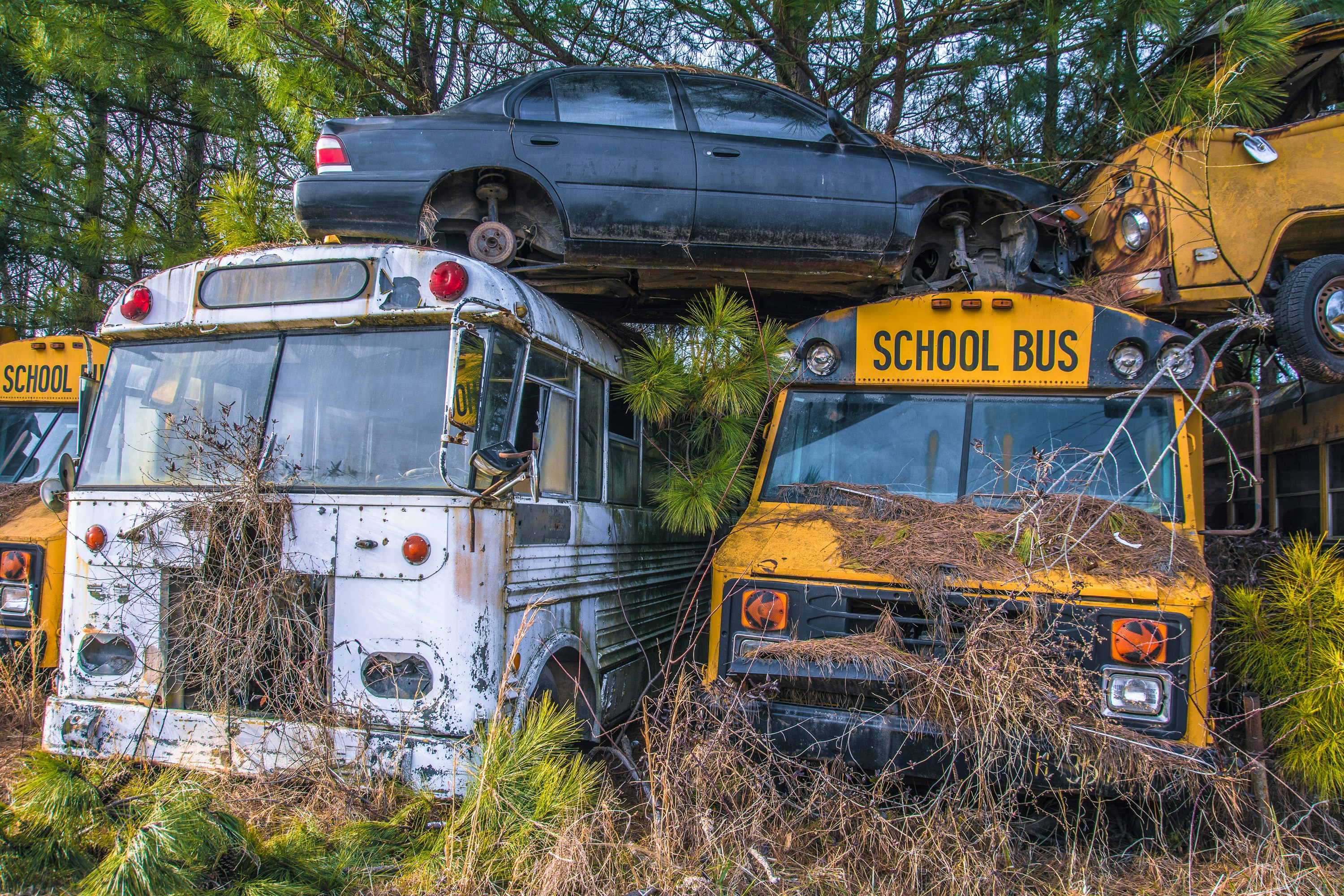 Un par de autobuses escolares estacionados en un campo
