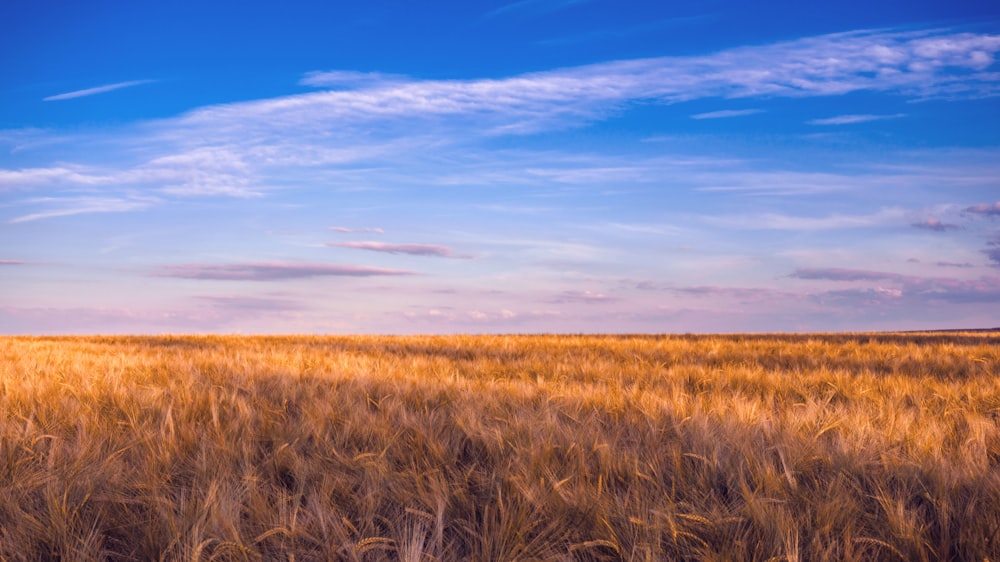 a field of brown grass