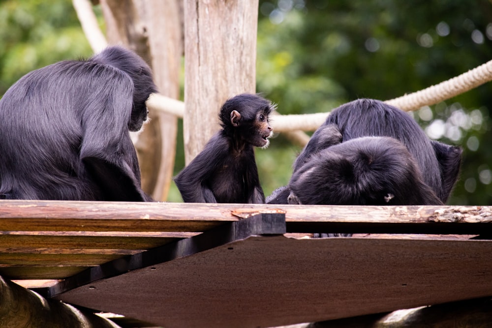 a group of monkeys sitting on a wooden fence