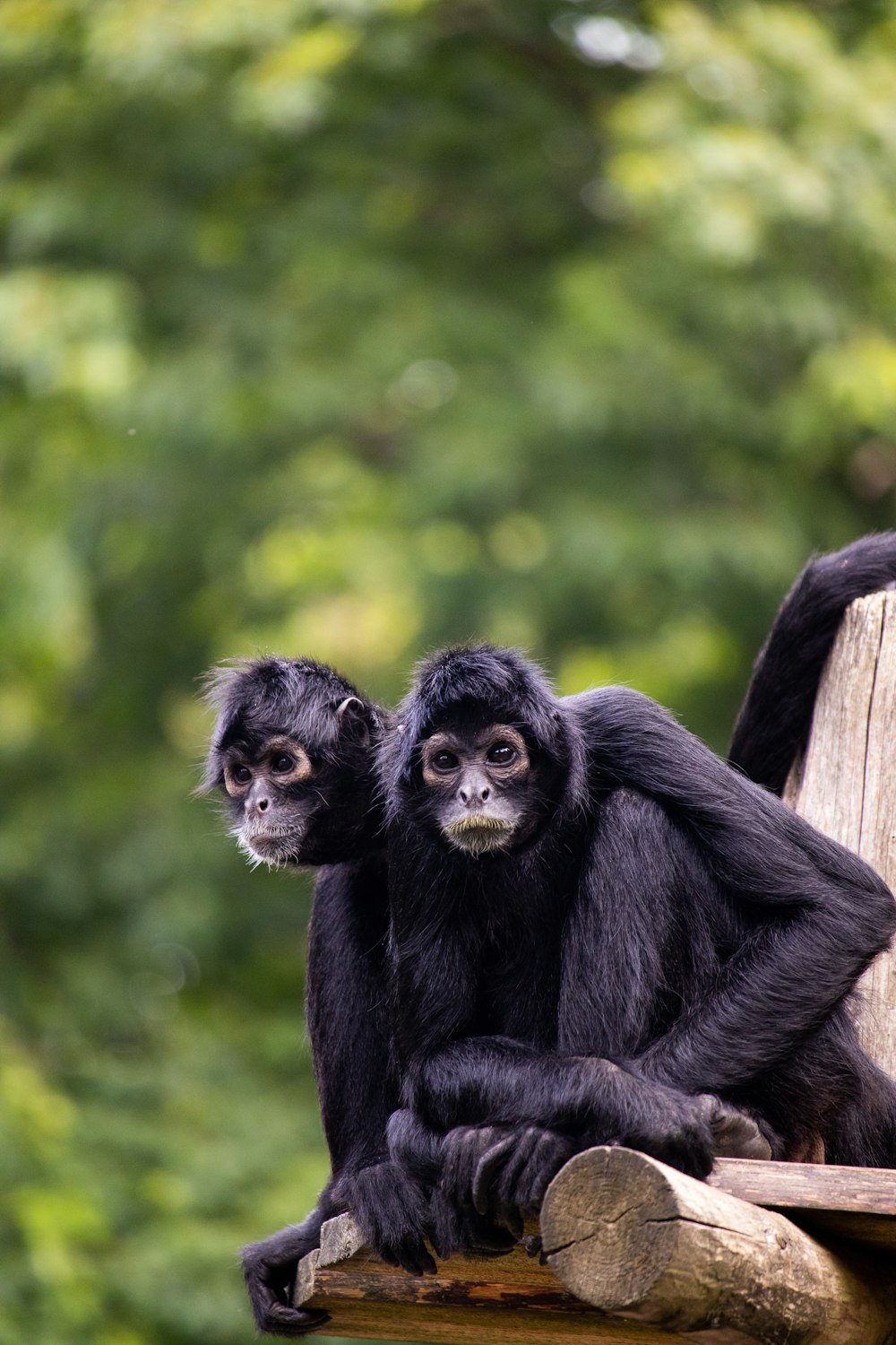 a couple of monkeys sitting on a log