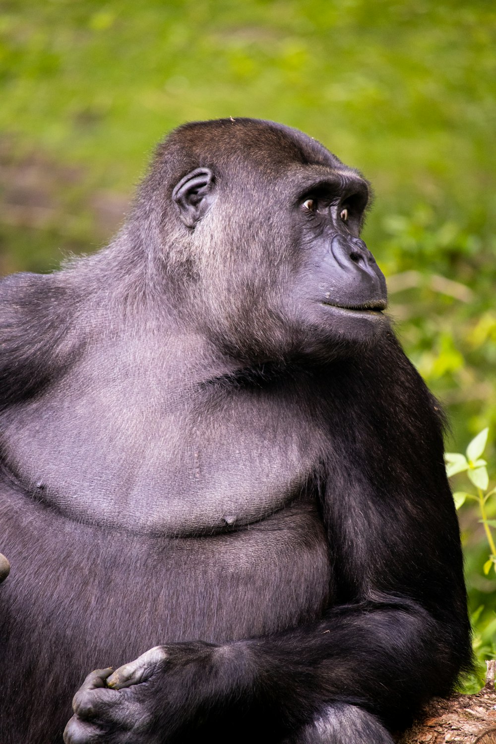 a gorilla sitting on grass