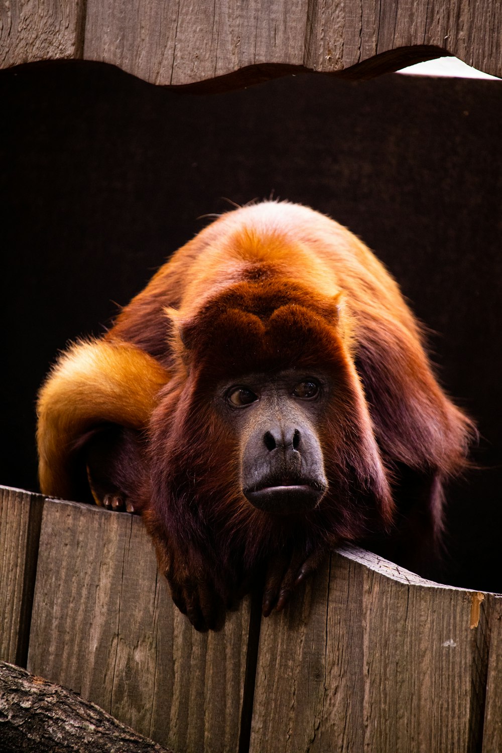 a brown and black animal