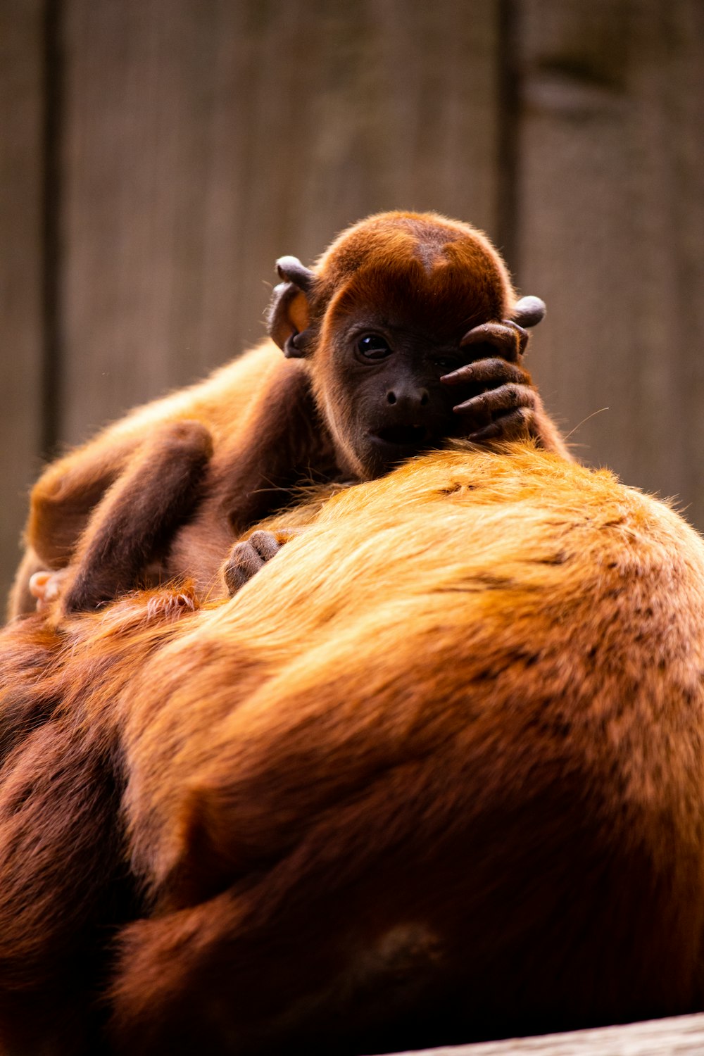 a baby monkey holding onto a larger monkey