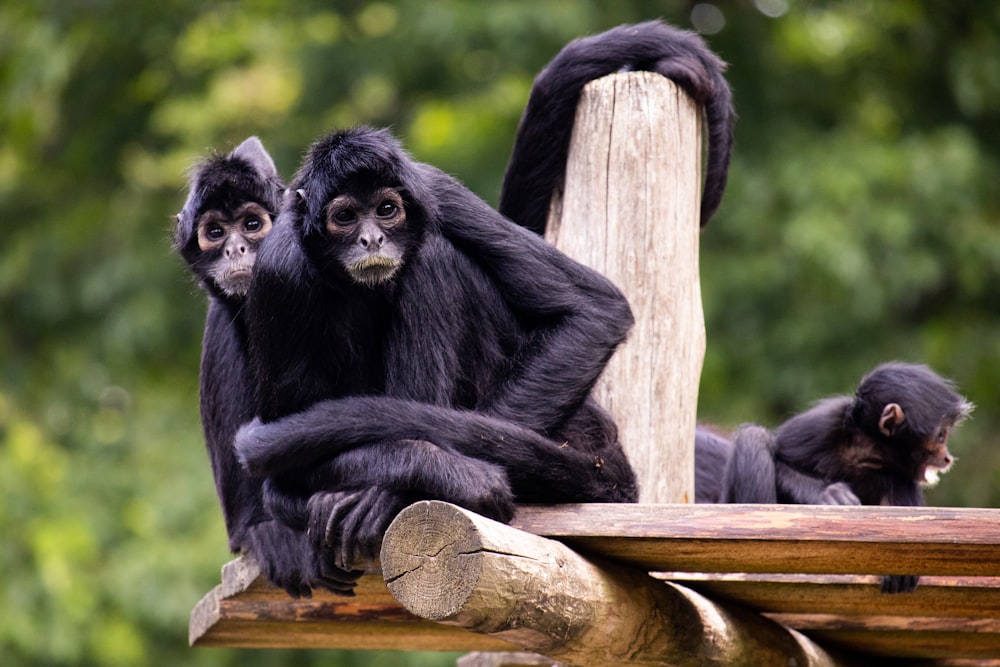 a group of monkeys sitting on a tree stump