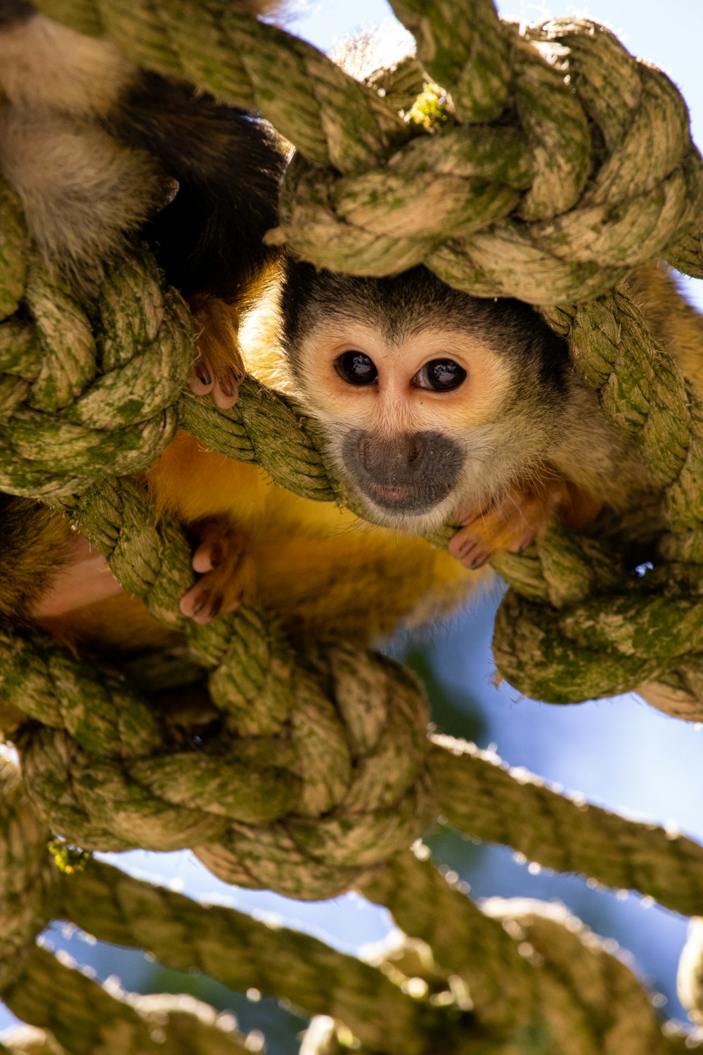 a monkey in a tree