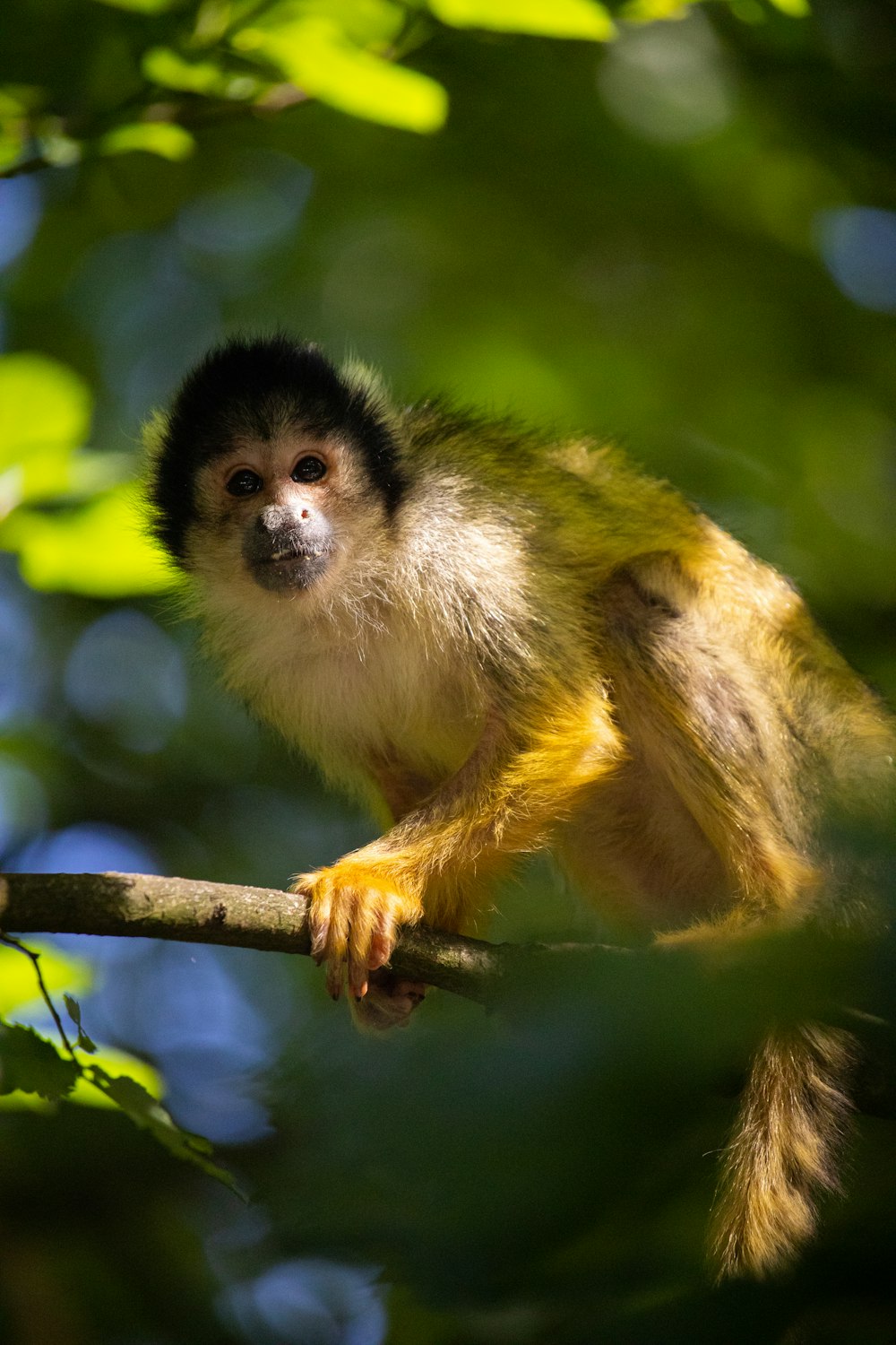 a monkey on a branch