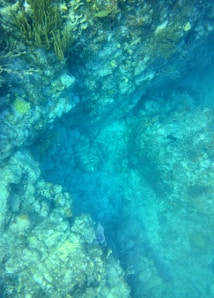 A vibrant underwater scene showcasing a coral reef with various marine plants and rocks. The water is clear, displaying a range of blue and turquoise hues, with some small fish visible amidst the coral.
