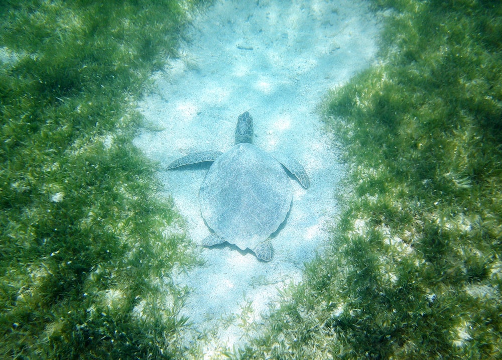 a shark swimming in the water