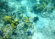 A vibrant underwater scene featuring a variety of corals and marine life. Brightly colored coral formations dominate the foreground, displaying hues of yellow and green. Several fish are visible, including one with distinctive blue stripes. The sea floor is sandy, creating a serene and natural habitat.
