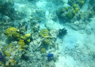 A vibrant underwater scene featuring a variety of corals and marine life. Brightly colored coral formations dominate the foreground, displaying hues of yellow and green. Several fish are visible, including one with distinctive blue stripes. The sea floor is sandy, creating a serene and natural habitat.