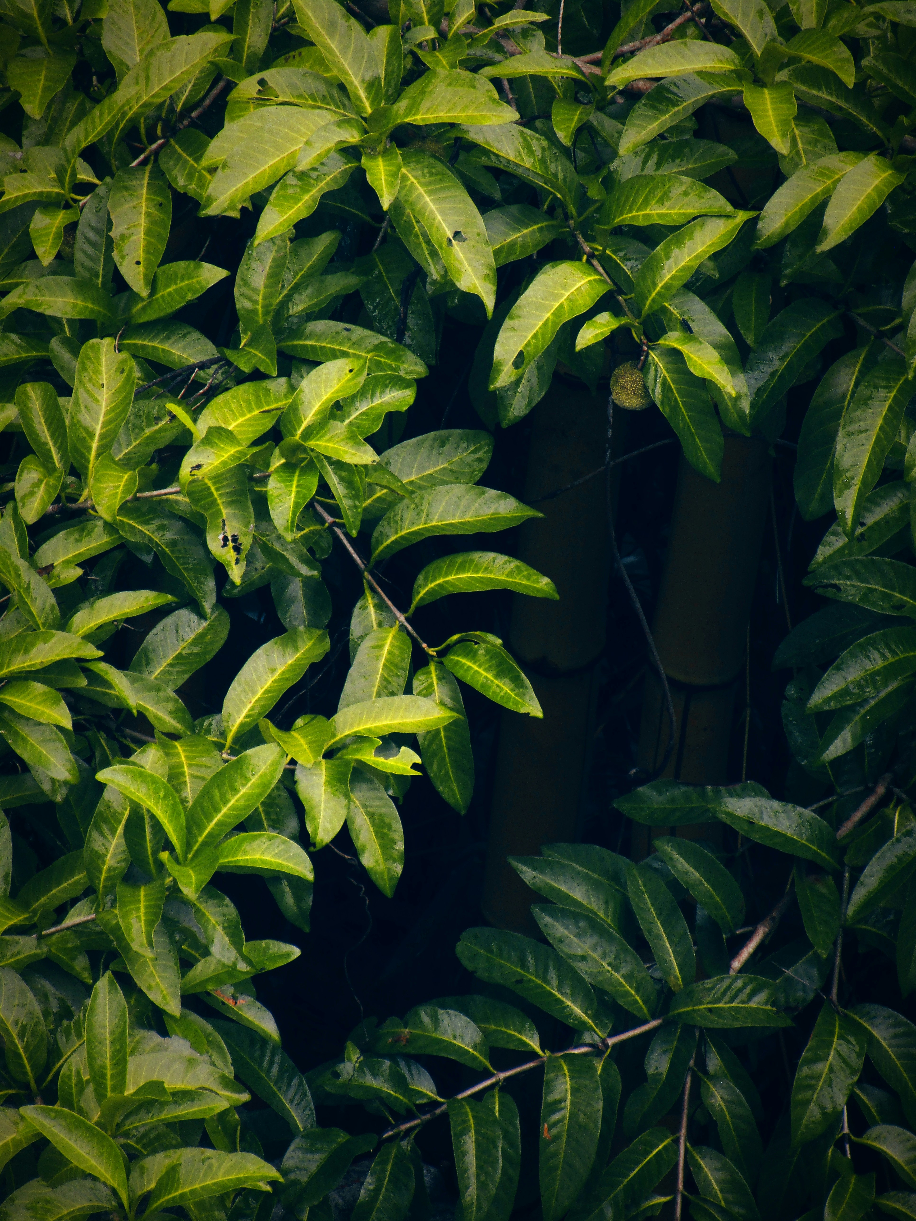 Close-up of glossy laurel leaves filling the frame with soft, shadowed background.