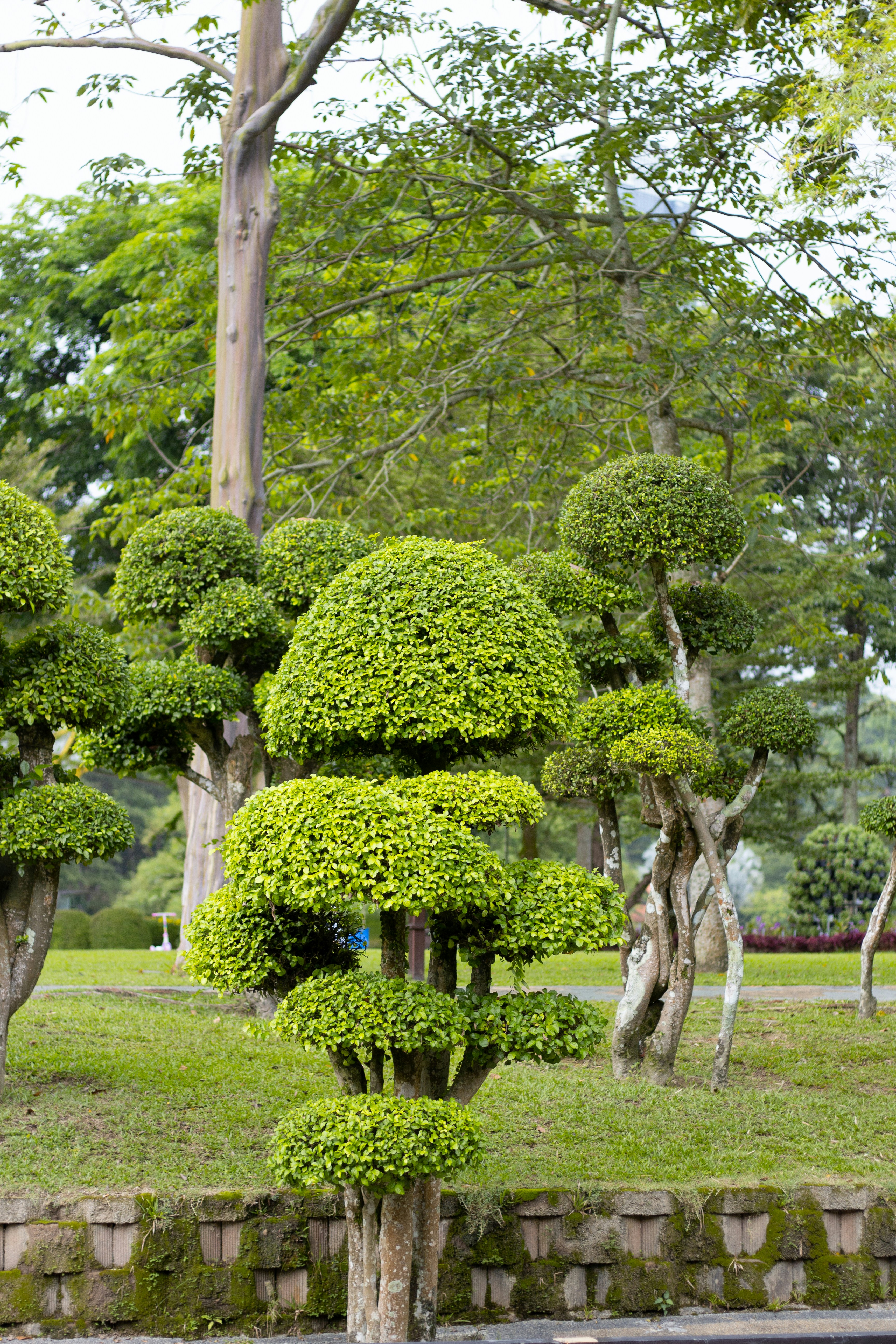 A garden with trees and bushes photo – Free Kuala lumpur Image on Unsplash
