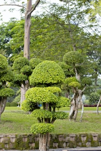 Подрязани храсти в градина в Батак с дървета.