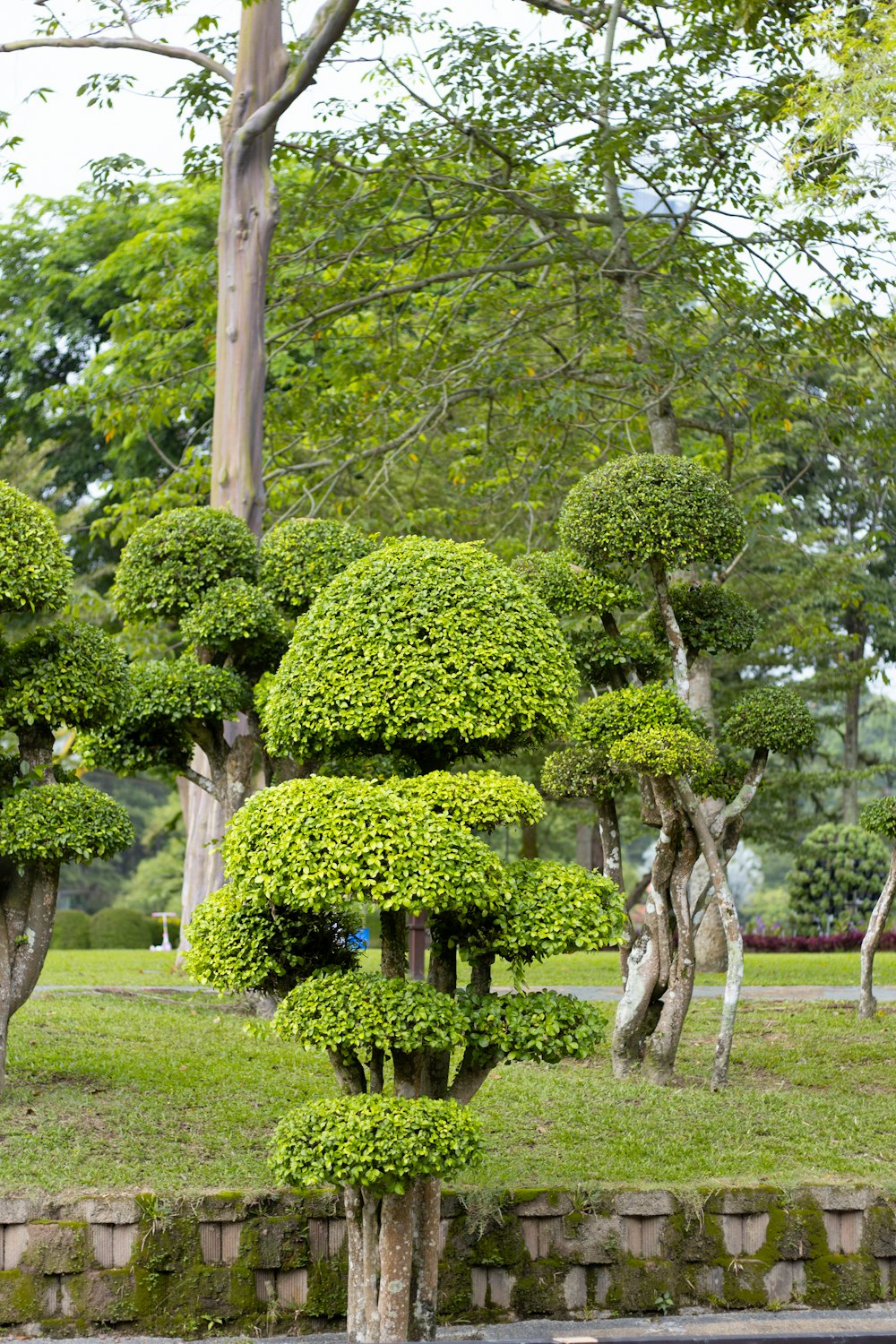 a garden with trees and bushes