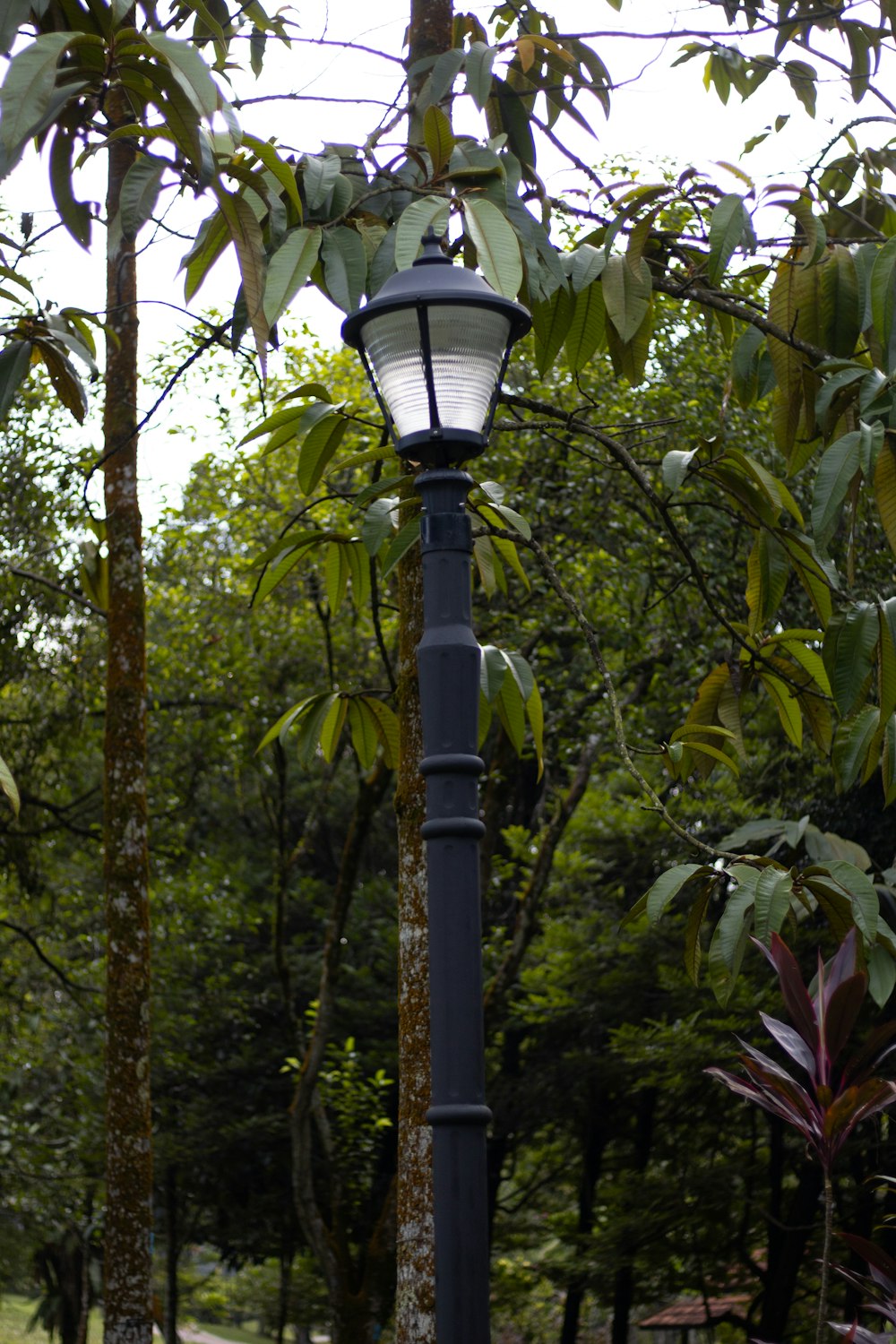 a lamp post in a tropical area