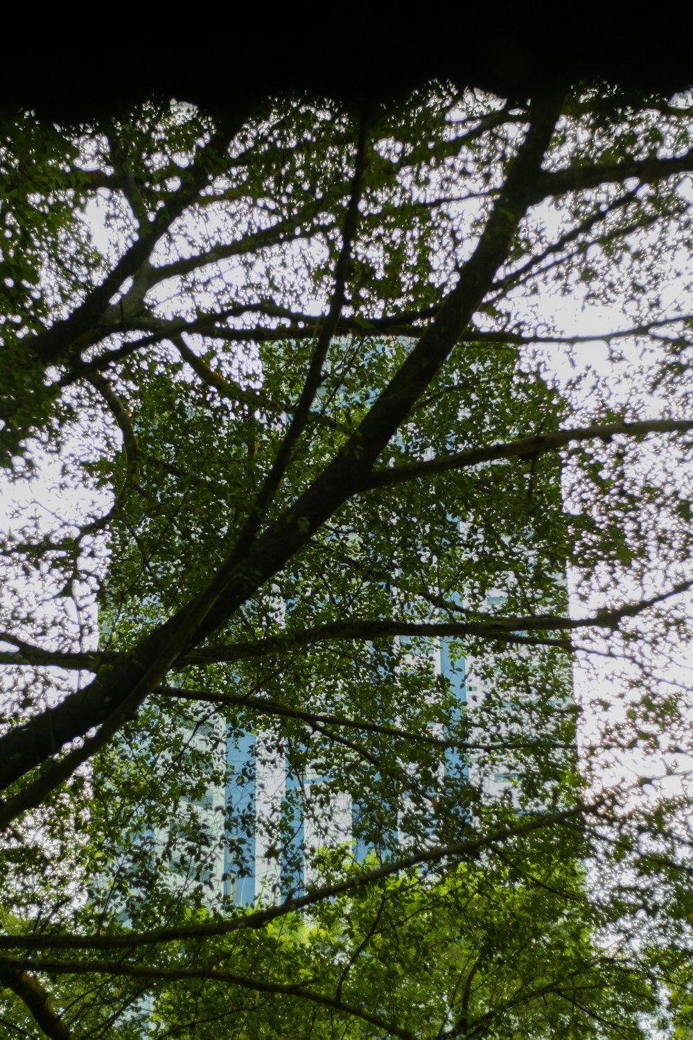 looking through a tree at a building