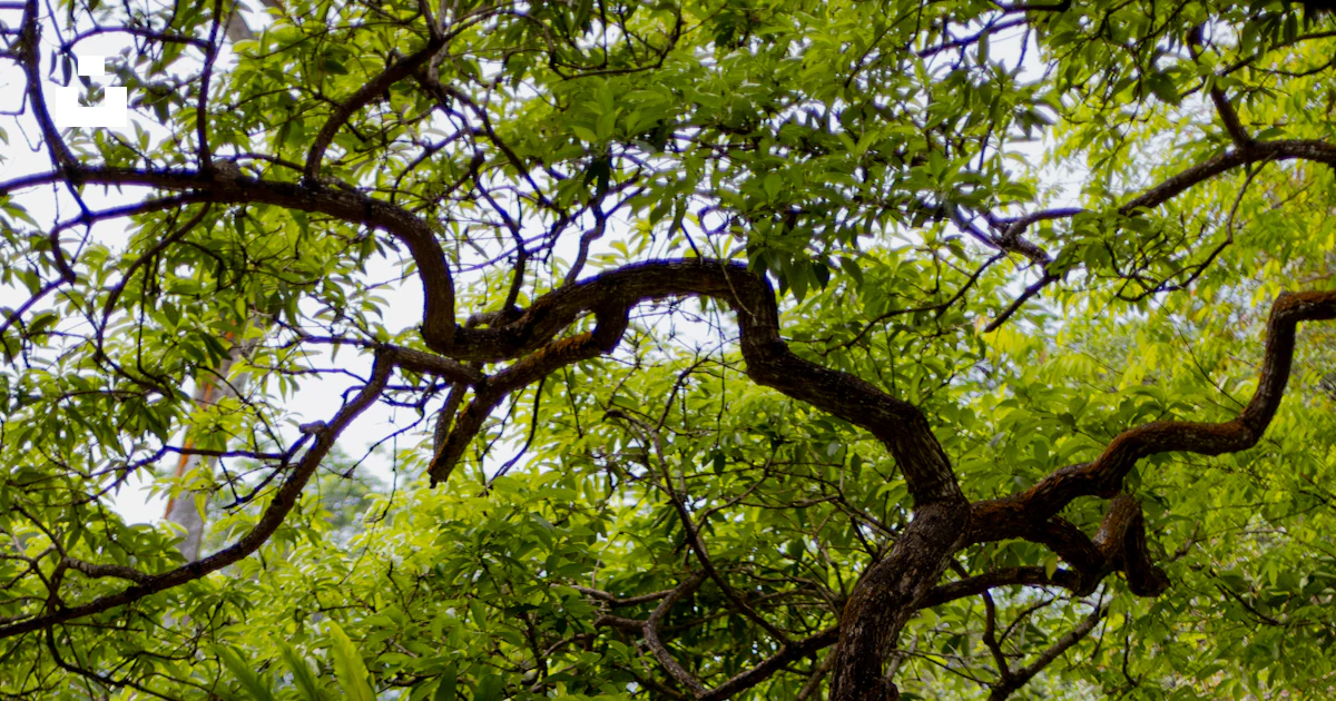 Foto Un árbol con muchas ramas – Imagen Kuala Lumpur gratis en Unsplash