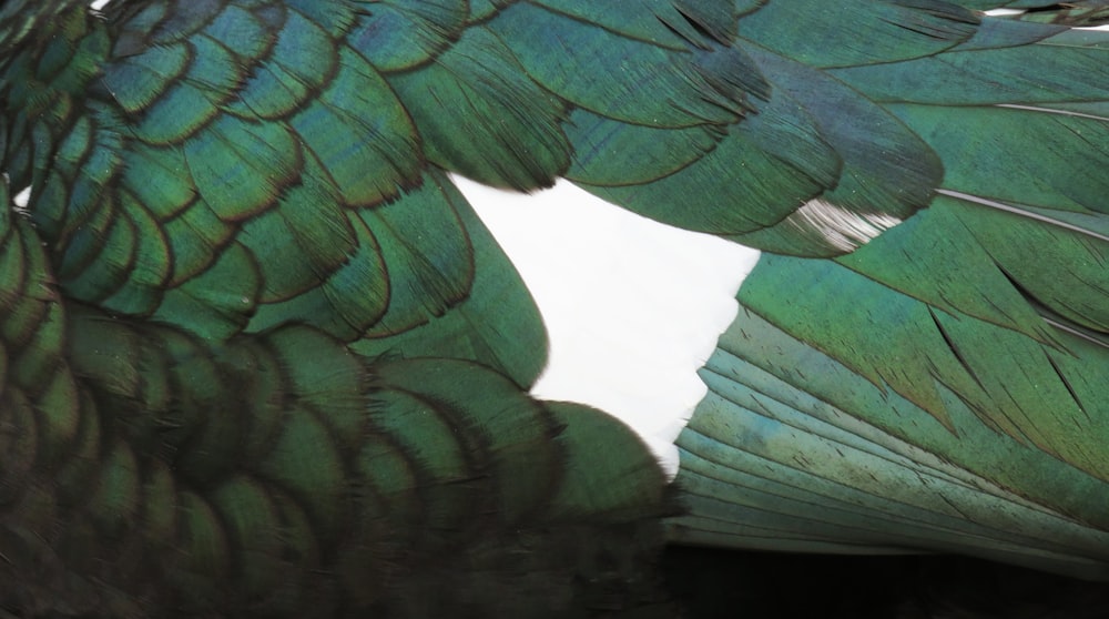 a close-up of a leaf