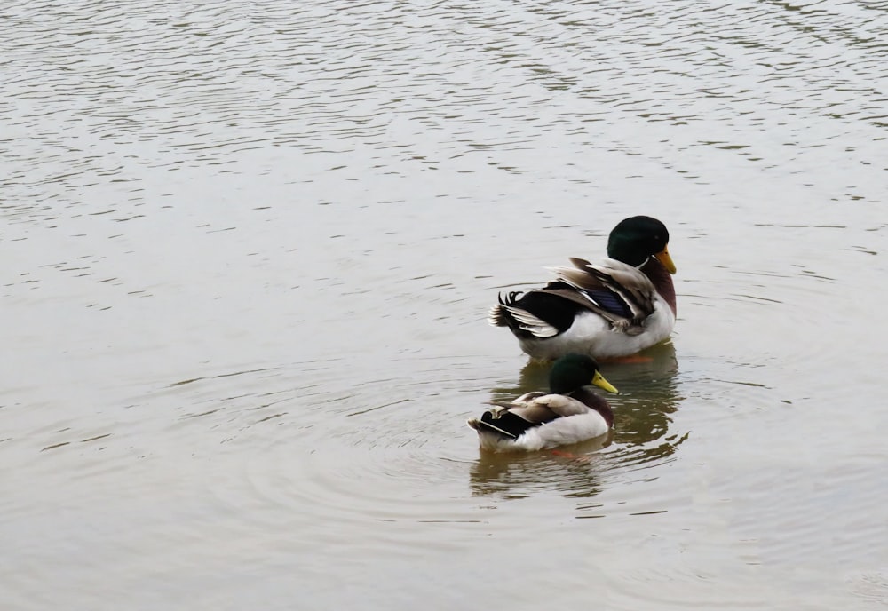 two ducks swimming in water