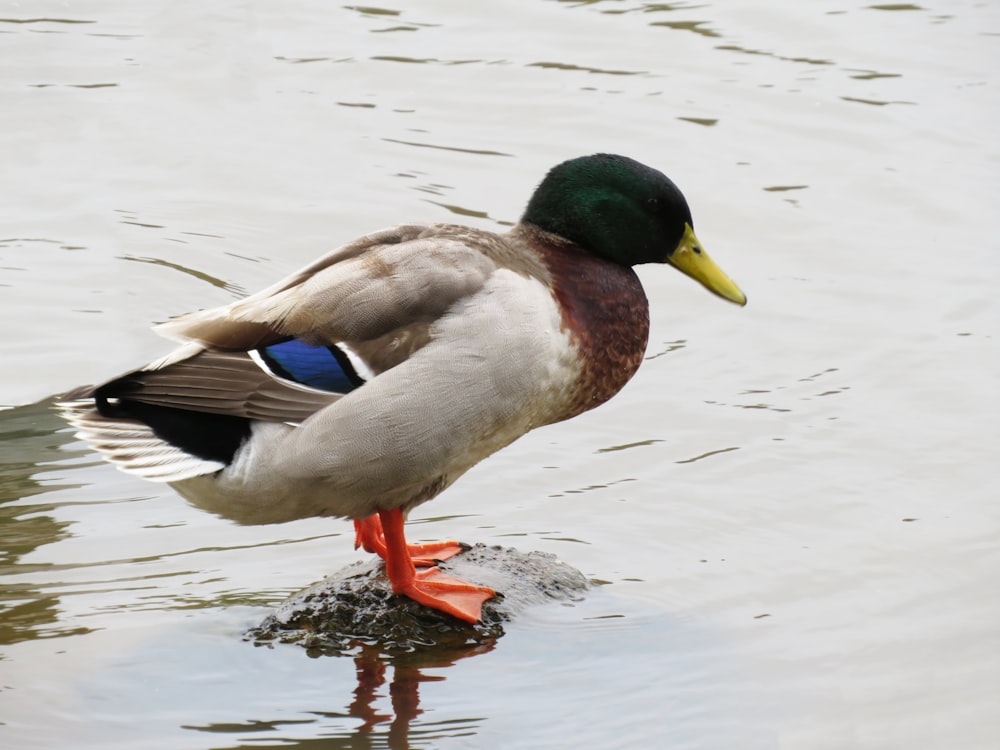 a duck walking in water