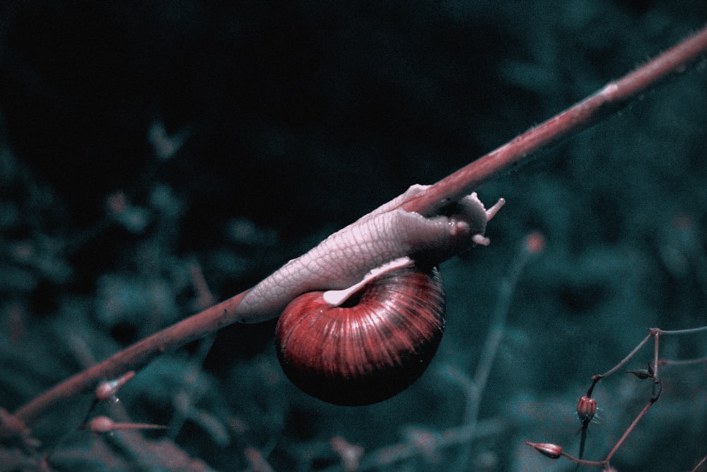 a close-up of a flower