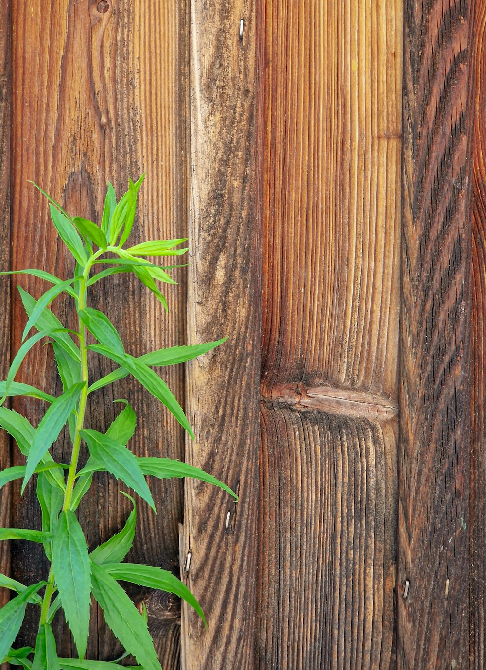 a plant growing out of a wooden fence