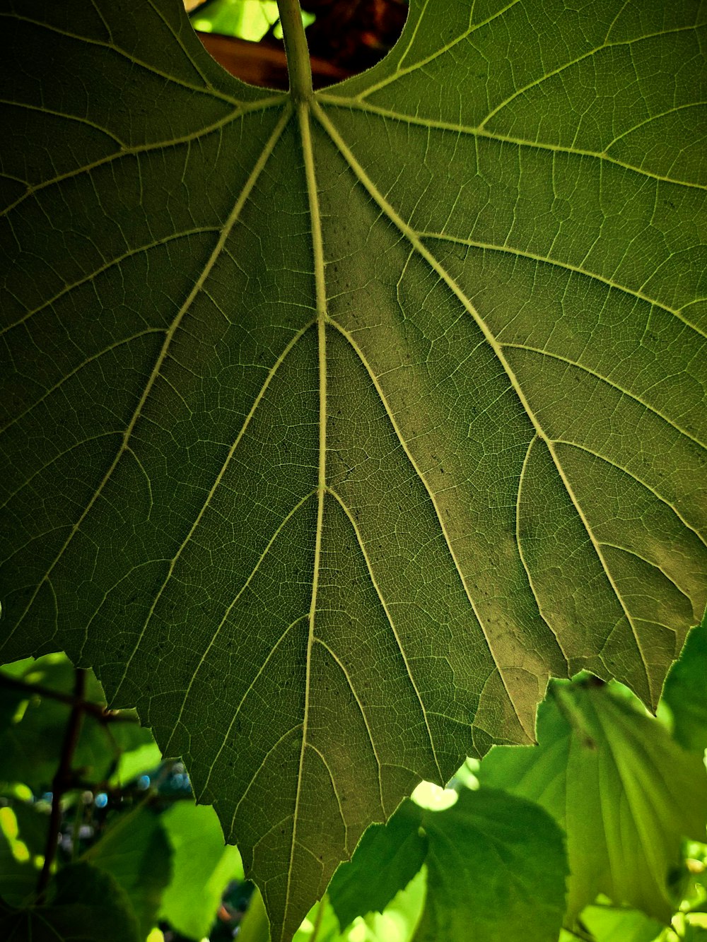 a close up of a leaf