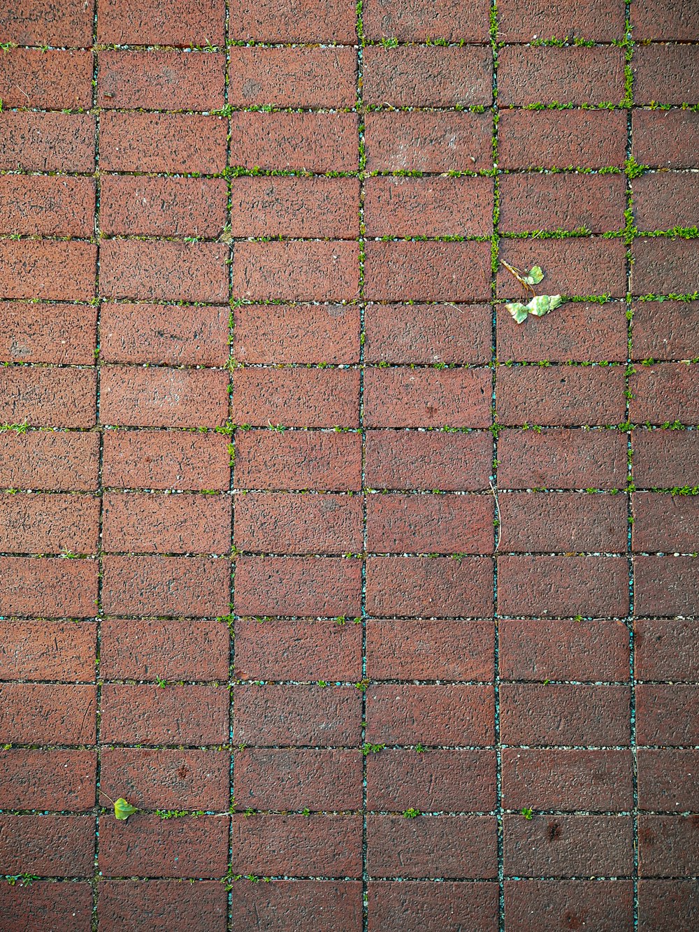 a brick wall with a flower