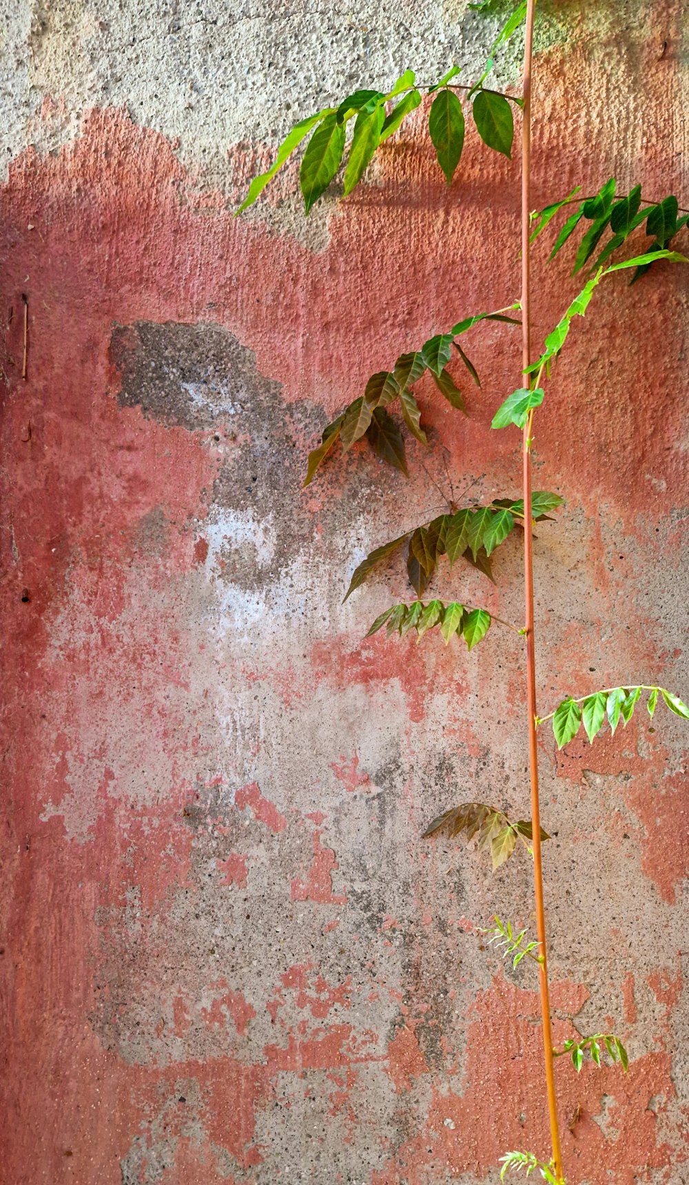 a plant growing on a wall
