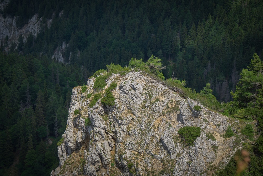 a large rock with moss on it