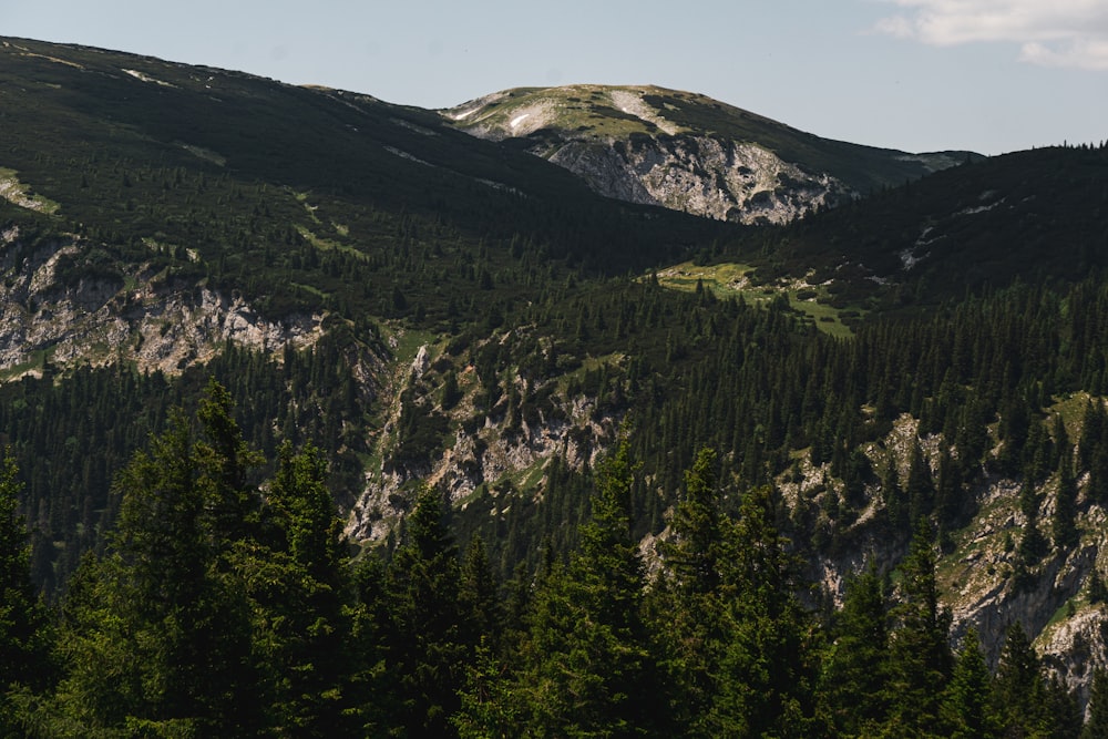 a mountain range with trees