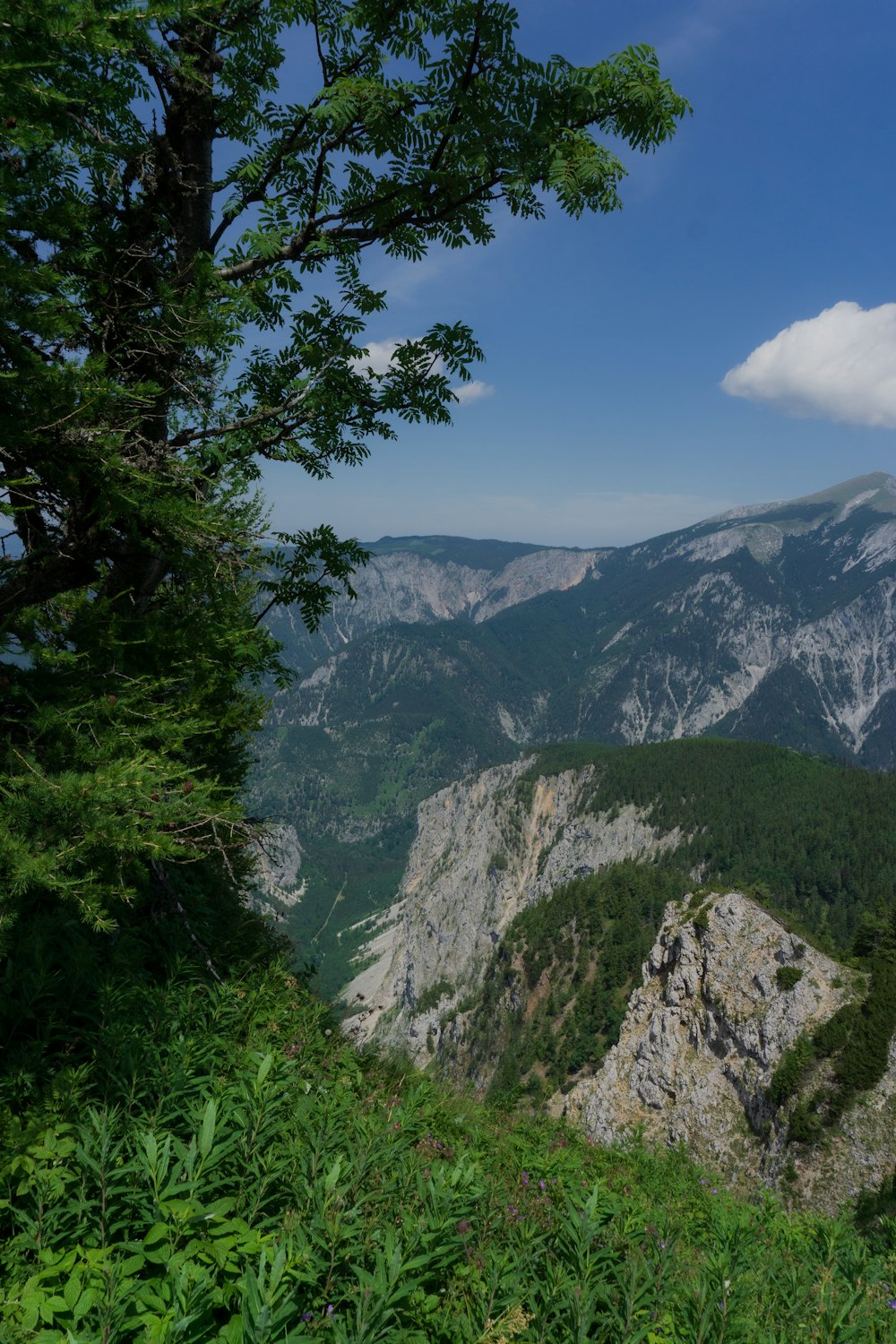 Un albero su una montagna