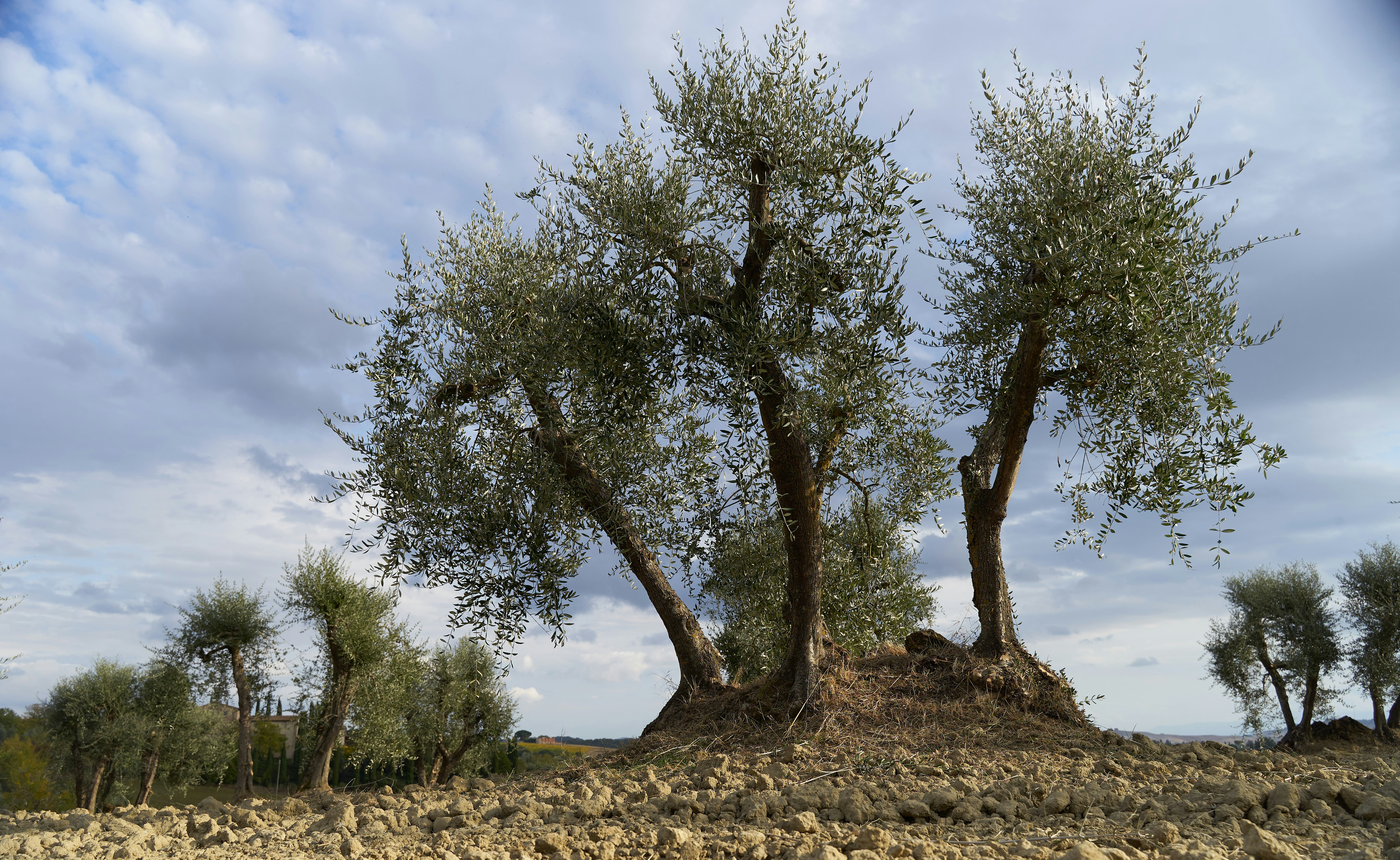 Photo by wolfgang_hasselmann