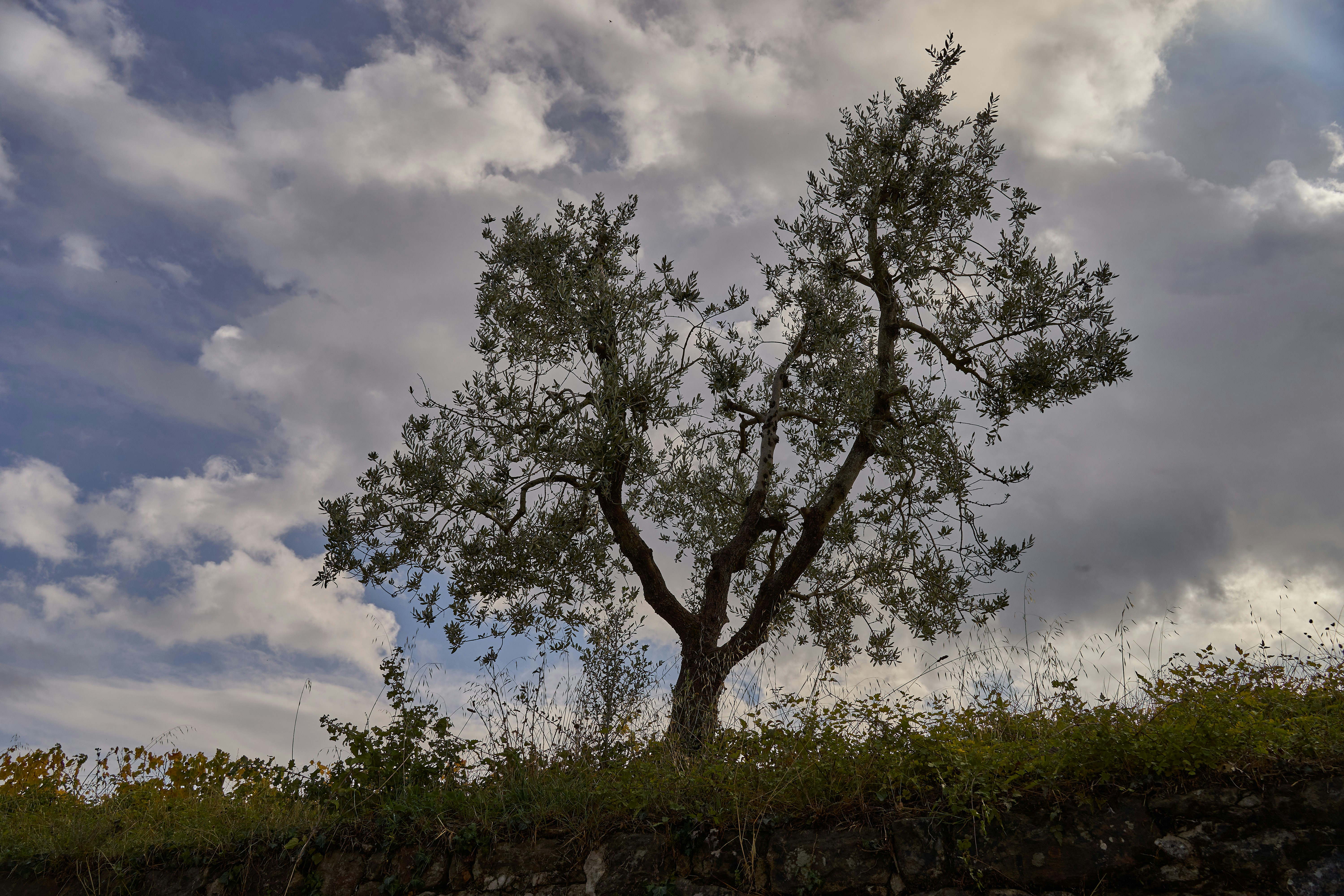 Photo by wolfgang_hasselmann