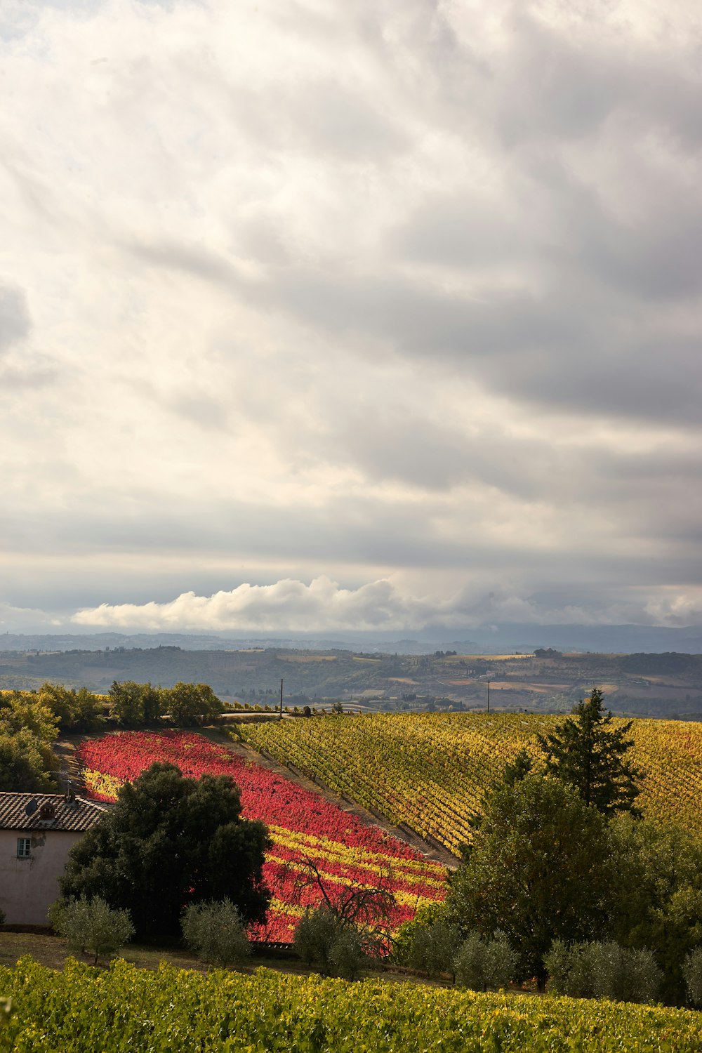 Ein Blumenfeld mit einem bewölkten Himmel darüber