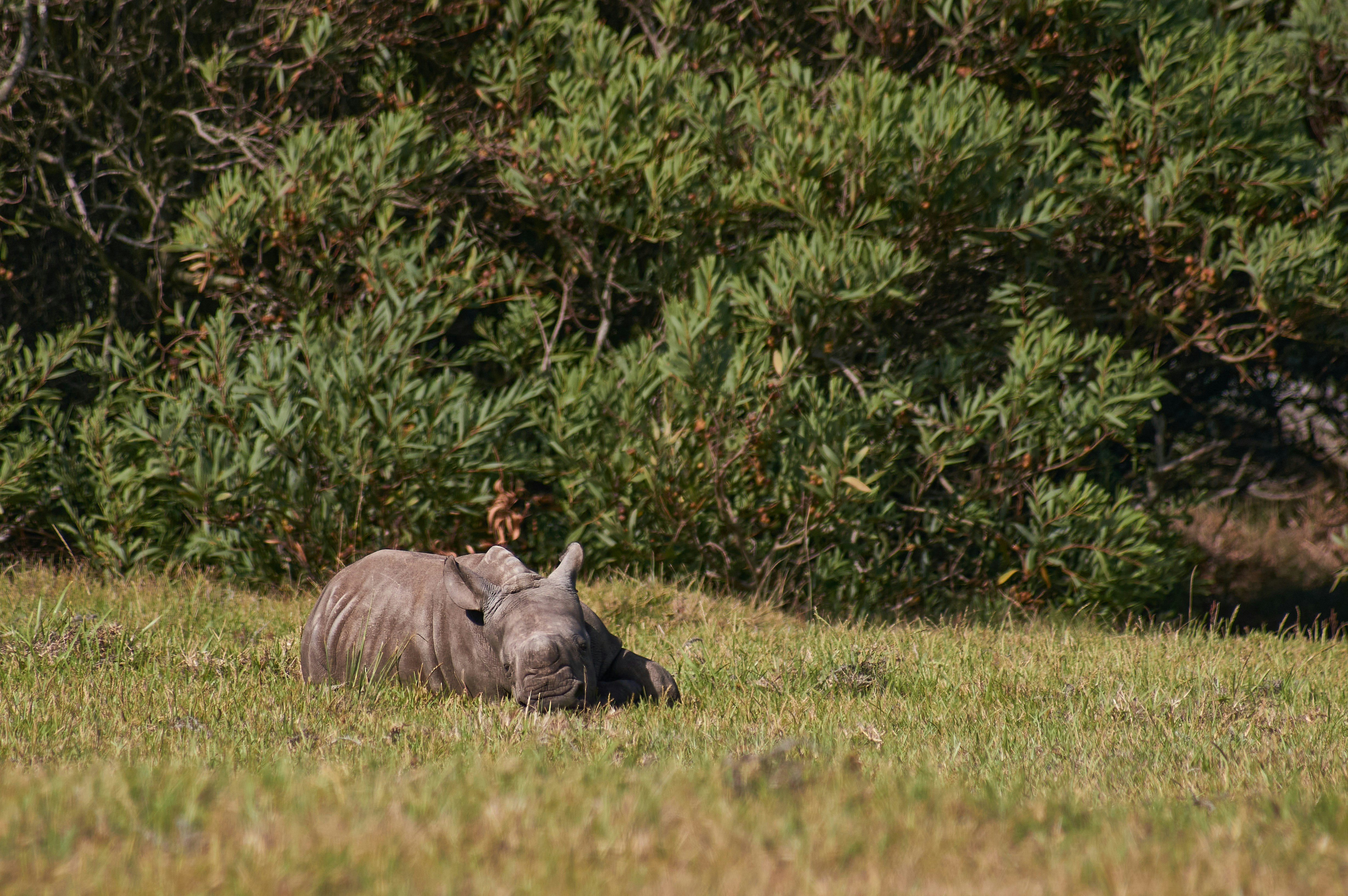 Photo by wolfgang_hasselmann