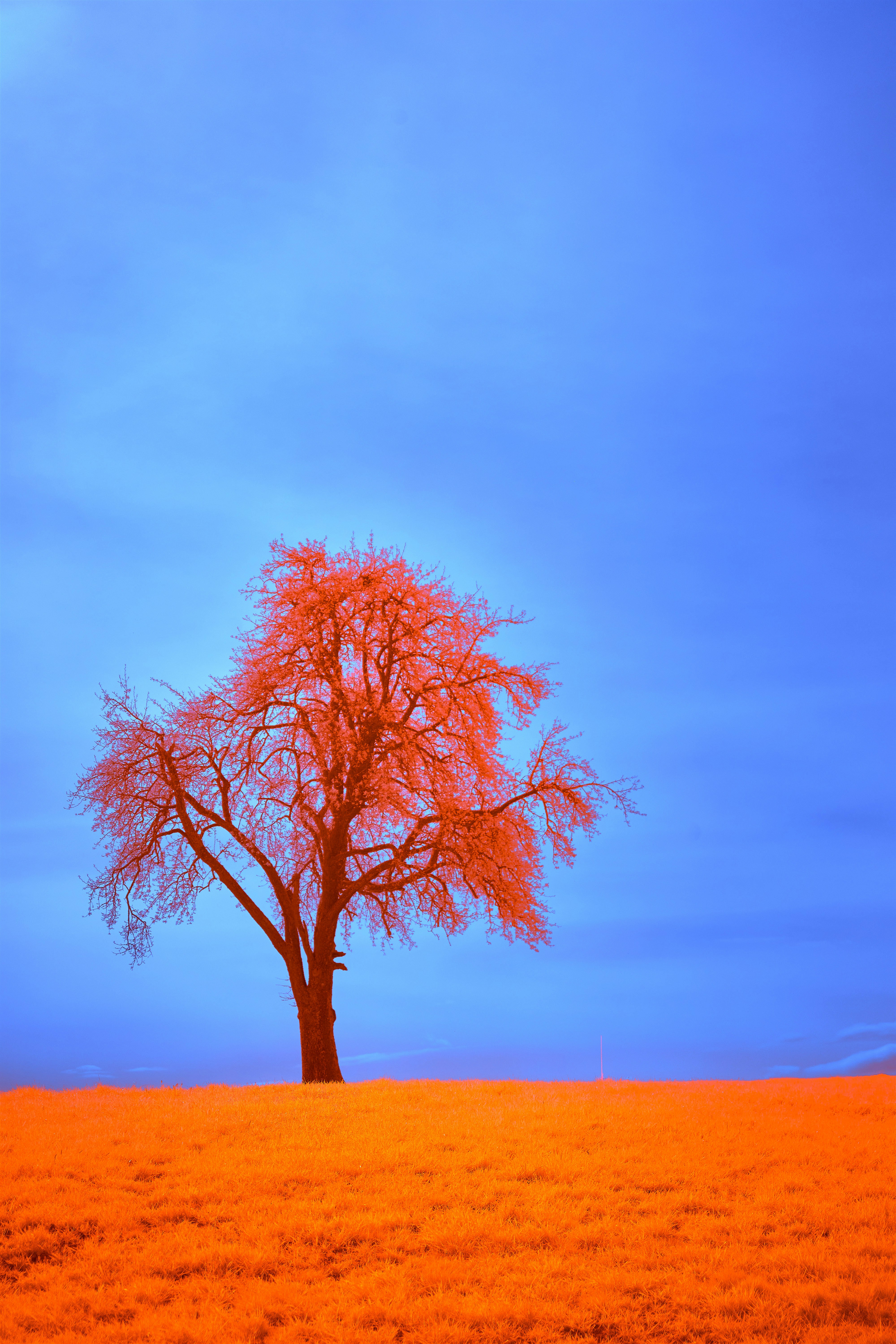 Photo by wolfgang_hasselmann