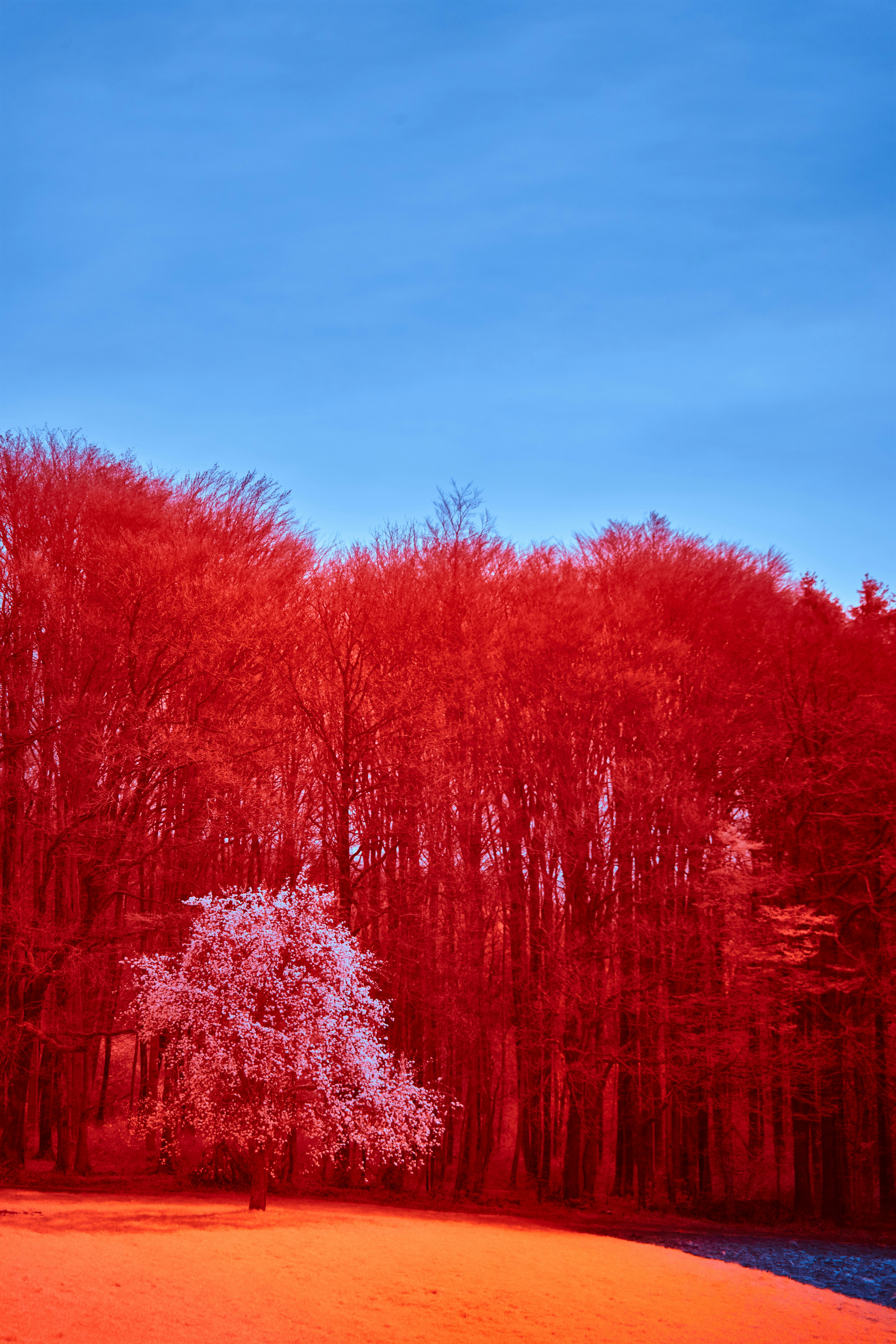 Photo by wolfgang_hasselmann