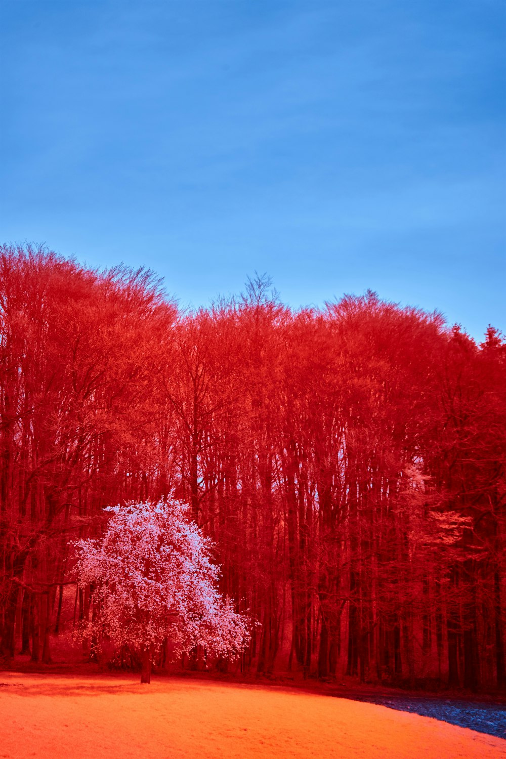 a group of trees with red leaves